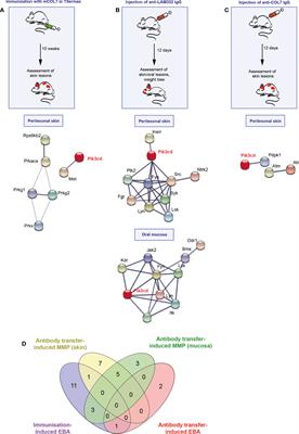 Cutaneous kinase activity correlates with treatment outcomes following PI3K delta inhibition in mice with experimental pemphigoid diseases